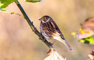 Reed Bunting    