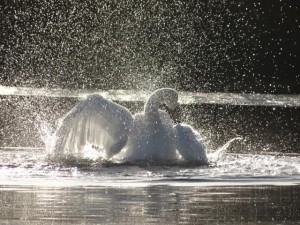Mute Swan    
