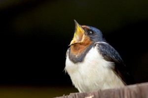 Barn Swallow                                             