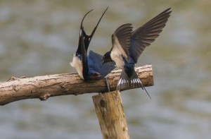 Swallows                                                